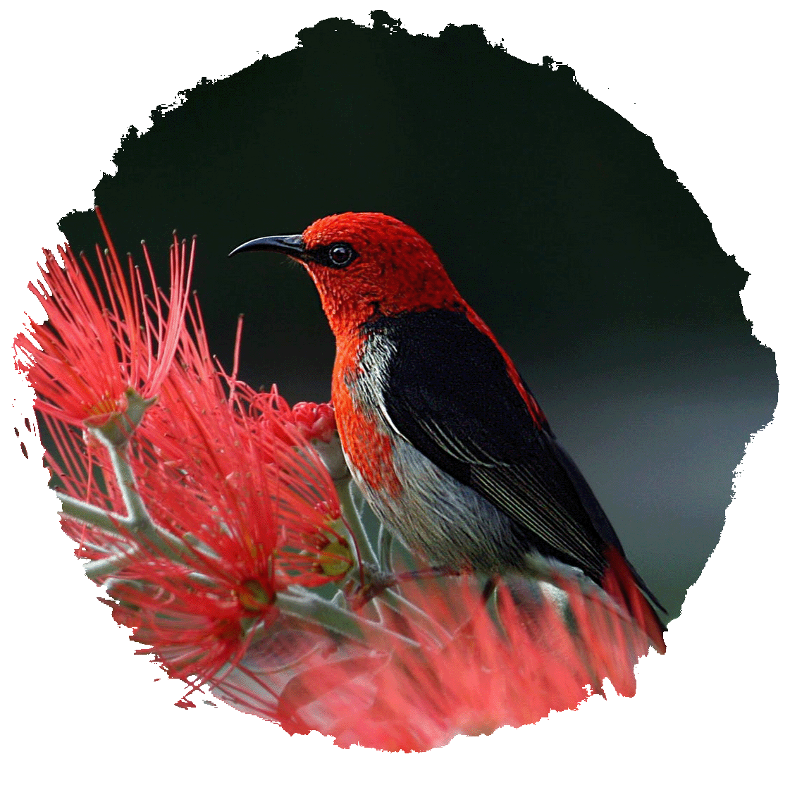 Vibrant red bird
