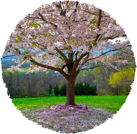 https://reflexity-counselling.co.uk/wp-content/uploads/2022/05/blossom-tree.png