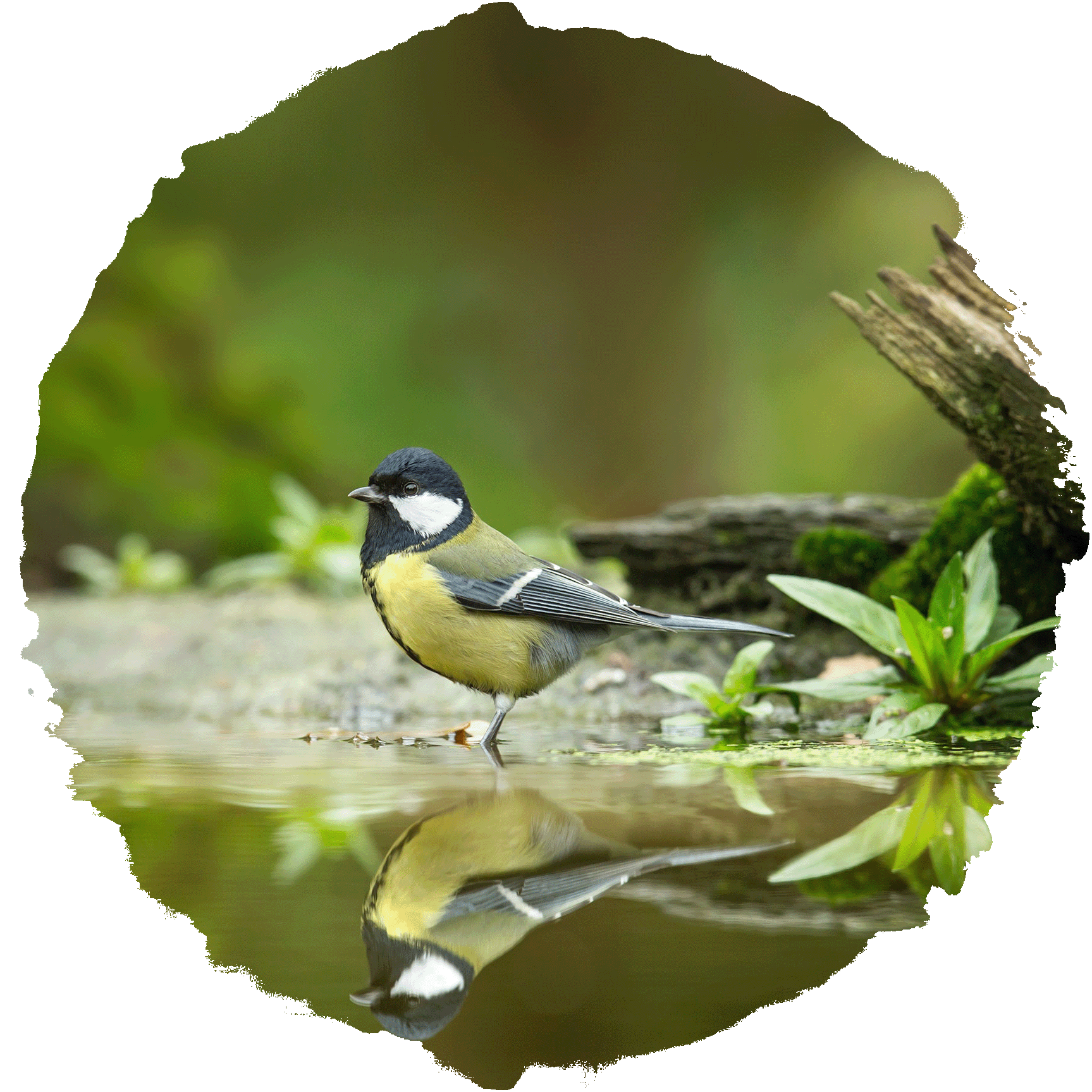Great tit reflected in water